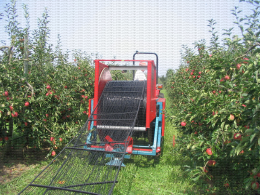 Récolte mécanique de pommes : déroulement du filet